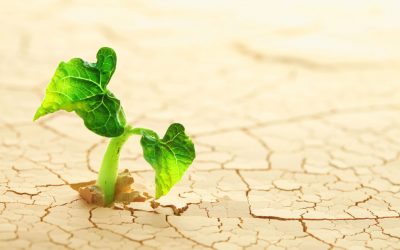 Sam, Gandalf, and the Resurrection