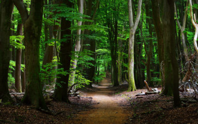 Exploring Epic Literary Paths in Middle-earth